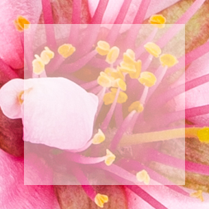 Gel Intime Peau Sensible Soft Fleur d'Amandier Corine de Farme 250ml